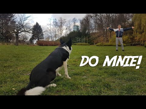 Jak nauczyć psa PRZYWOŁANIA // Szczęśliwy sierściuch