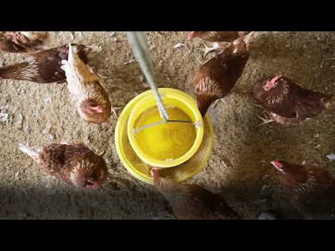 Improving lifetime performance of farm animals - We Make it Possible (English)