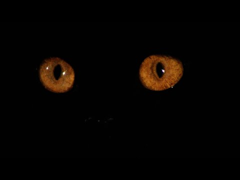 afbeelding Your Vice Is a Locked Room and Only I Have the Key