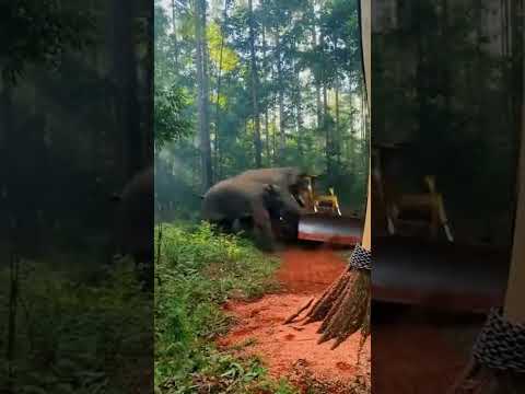 Elephants Stop Illegal Tree Cutting 😱 Bulldozer Forced to Retreat