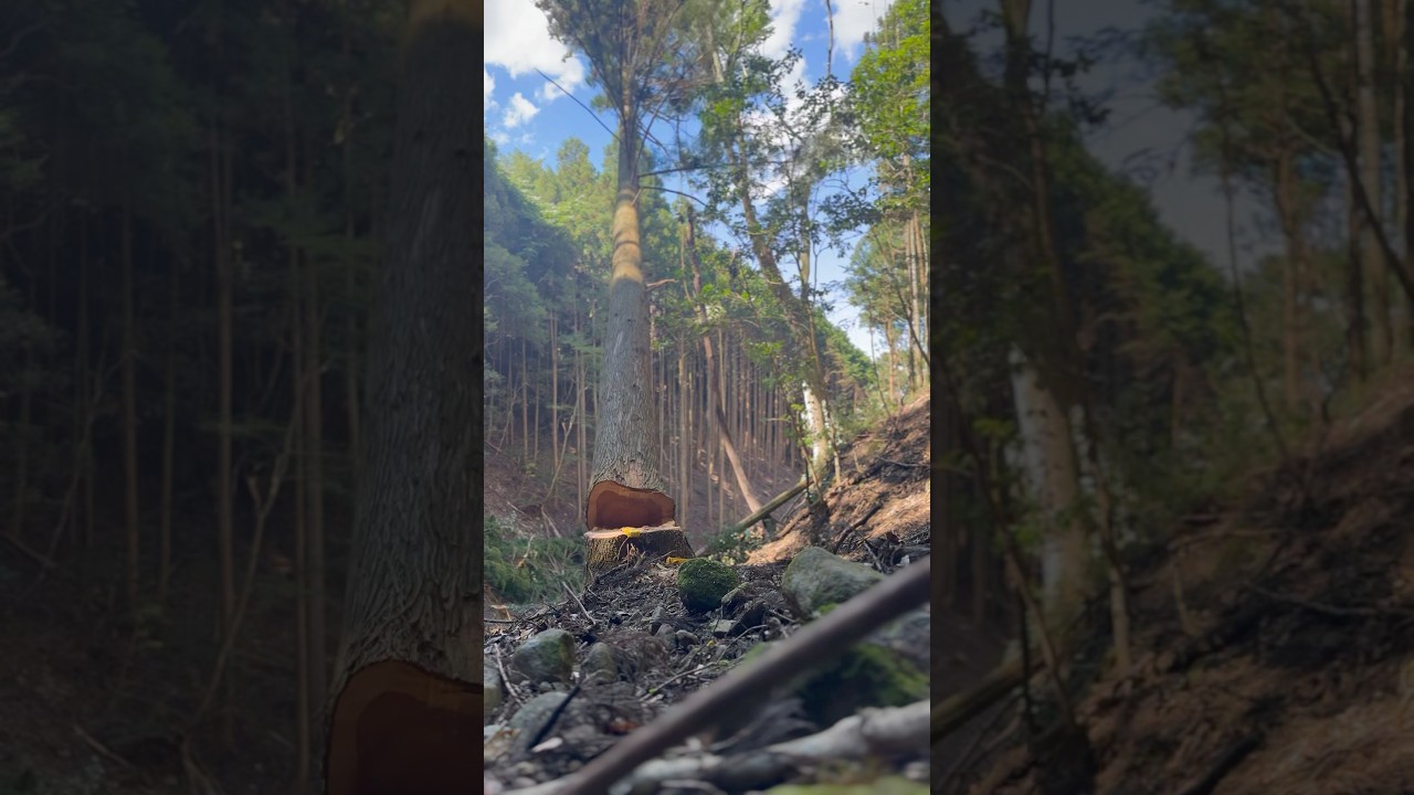 Lumberjack skunk #logging #chainsaw #stihlchainsaw #logger #林業