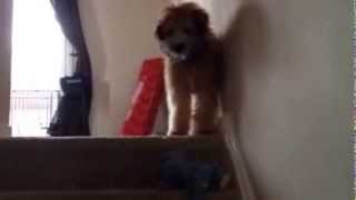 Watson the wheaten terrier - whistle