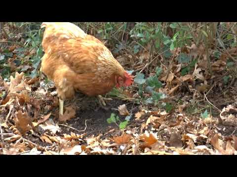 Massenausbruch im November