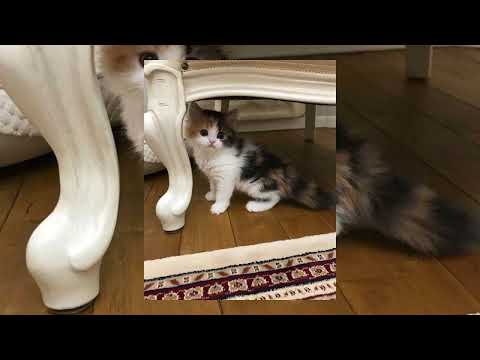 MAYOT, SEEMEE, SCALLY MILANO - SPARTAK SPEED SONG