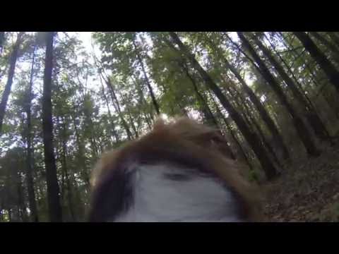 What your dog is really doing when it's off "chasing squirrels"