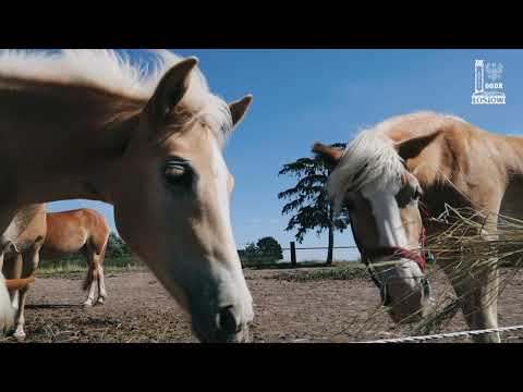 Turystyka wiejska - dobre praktyki w województwie opolskim