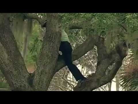 Golf: Sergio García se subió a un árbol para golpear la pelota