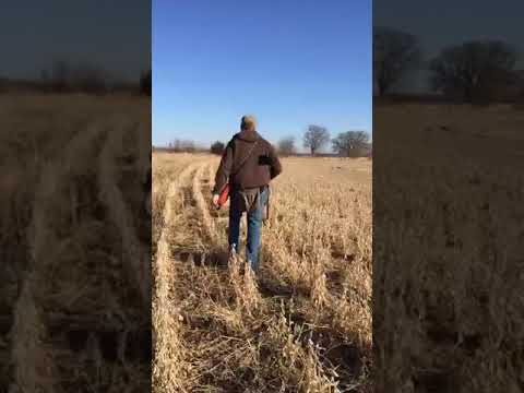 Complete Turnaround for Gunshy Dog