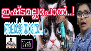 Most Common Causes Of Allergies In Cats | Cats Health | Nandas Pets&Us | Vanaja Subash
