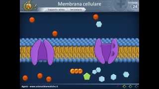 Membrana cellulare - Trasporto