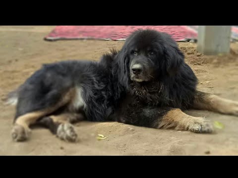 Naaz Kennel Tibetan Mastiff And Gaddi Dogs Khanna,Punjab