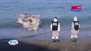 preview picture of video 'Bonifati: si è spiaggiata una balenottera'