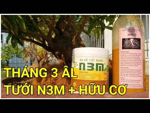 🔴 QBS22177 - TƯỚI N3M VỚI PHÂN HỮU CƠ 0942456100 || CÁCH CHĂM SÓC MAI VÀNG MIỀN BẮC THÁNG 3 ÂM LỊCH