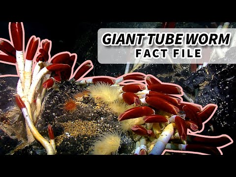 Giant Tube Worm Facts: the Riftia pachyptila worm | Animal Fact Files