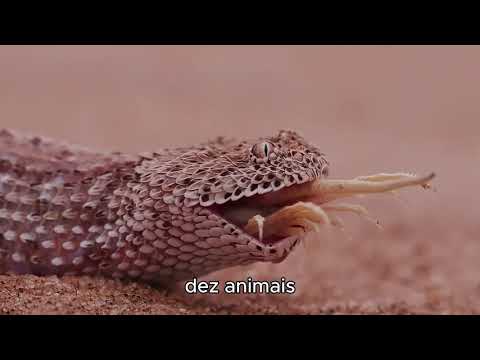 10 Animais Que Podem Te Matar Sem Você Perceber