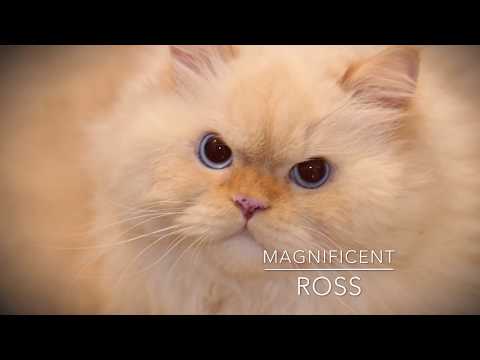 Ross Flame Point Ragdoll