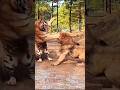 Epic Battle: Tiger vs Lion – Who is the True King of the Jungle?