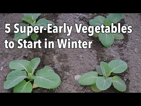 5 Quick to Grow Vegetables to Start This Winter