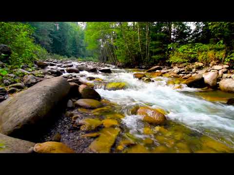 Beautiful Mountain River Flowing Sound. Forest River, Nature Sounds for Sleep and Relaxation, Yoga.