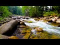 Beautiful Mountain River Flowing Sound. Forest River, Nature Sounds for Sleep and Relaxation, Yoga.