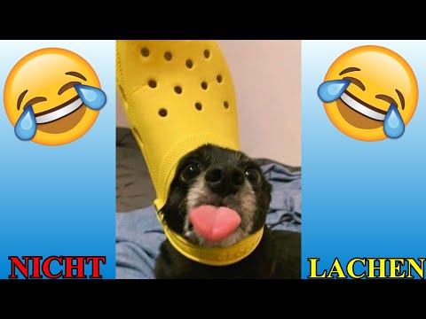 VERSUCHE NICHT ZU LACHEN !!! 🤣🤣🤣 #69