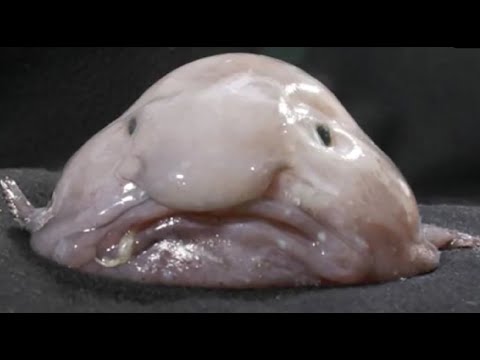 Blob fish memes  《The Blobfish Army》 Amino