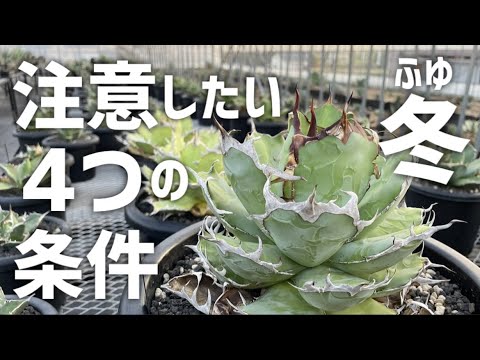 植物は冬の覆いの下で水をやるべきですか？はい、いいえ!  庭園
