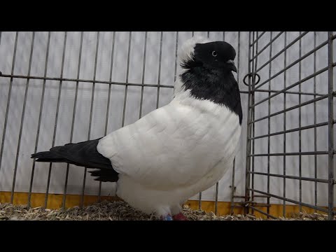 English Nun fancy pigeon show