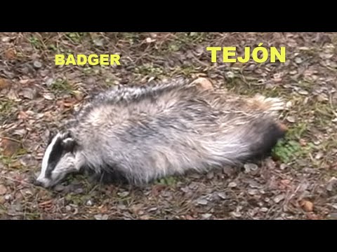 Tejón ( Meles meles ) European Badget