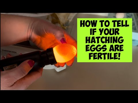How To Tell If Your Hatching Eggs Are Fertile: Day 3 Incubation