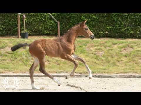 König Karim v.  Karim dore  *05.2023  www.elmarshausen.de