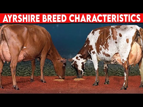 , title : '⭕ AYRSHIRE CHARACTERISTICS   ✅  Cattle Ayrshire'