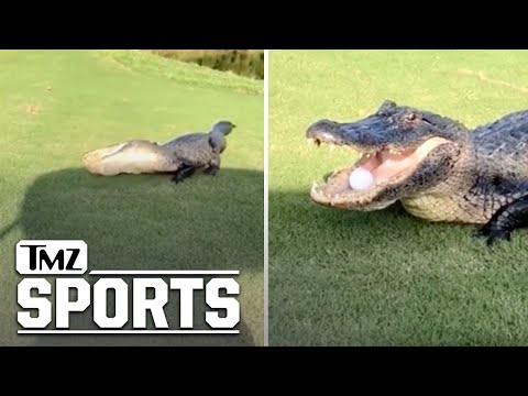 Part of a video titled Giant Alligator Steals Golf Ball on Louisiana Course, Play It Where It ...