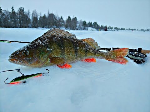 Окунь Нельма на балансир Подледная рыбалка Северная Двина 18.02.18