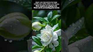 Download lagu Beautiful White Gardenia Flower Blooming in the Rain | Nature's Serene Beauty 🌧️🌸 mp3