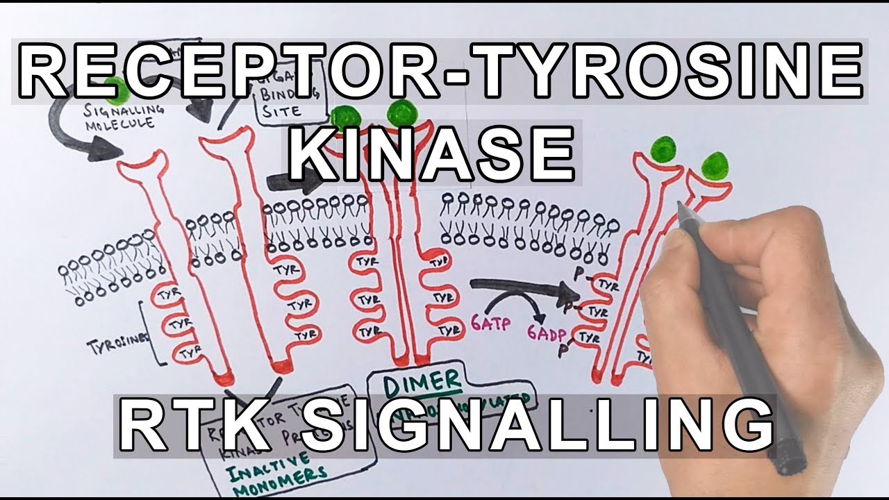Receptor Tyrosine Kinase | RTK Signalling