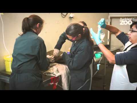 Zoo Tales - Wild sea turtle treated at Auckland Zoo's vet centre