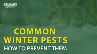 Common Winter Pests and How to Prevent Them | Plunkett&#39;s Pest Control