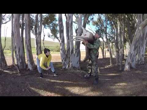 Fallow Deer hunt and biltong (cured meat) making