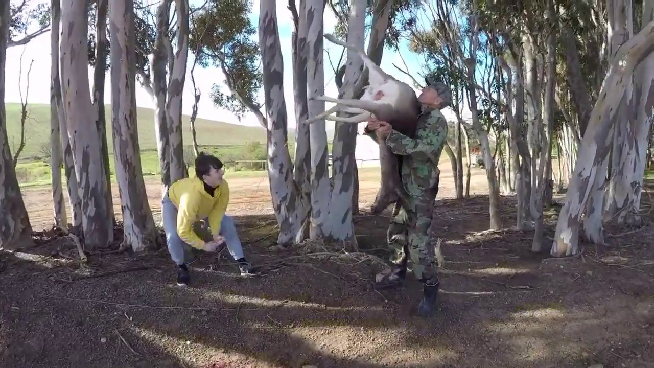 Fallow Deer hunt and biltong (cured meat) making