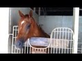 Kirby - THE TALKING HORSE - Old Gray Mare