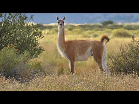 Alimentación pueblos originarios de Santa Fe