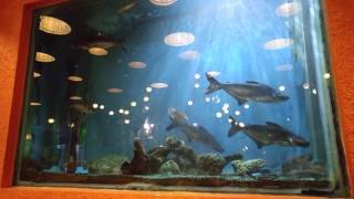 Restaurant fishtank