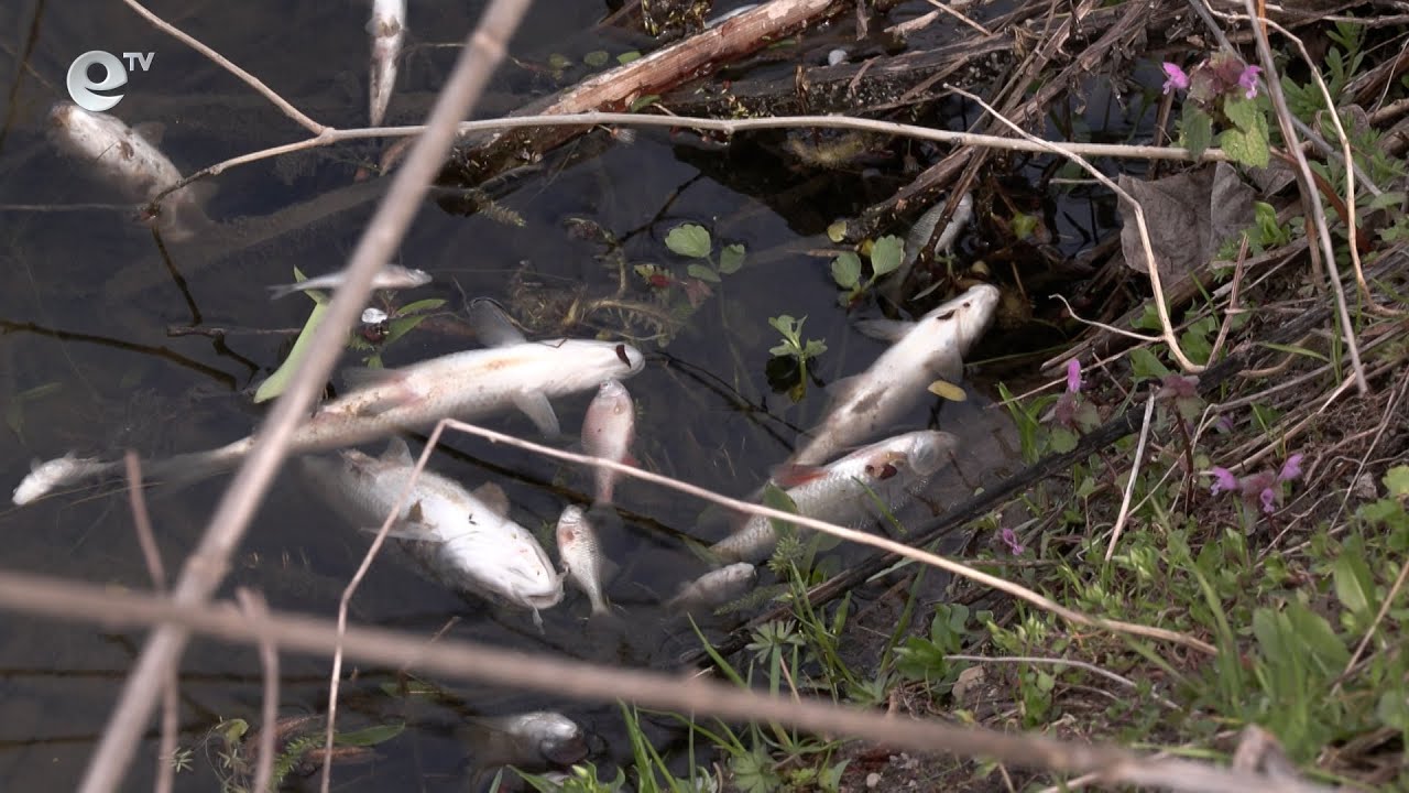 Голямо количество риба е измряла в река Банска край с. Добрич