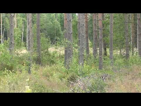 SS 10 902 Adam Backström Ludvika MS. Robin Nyström Grangärde RRC