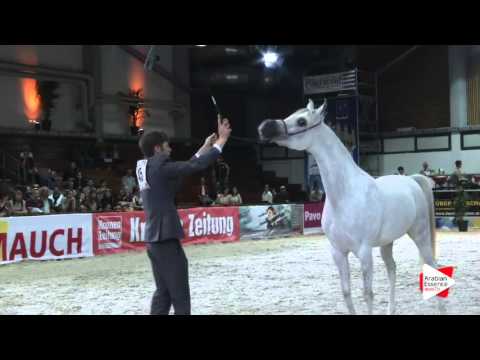 N.45 ESPANNJA AL JUSTICE - Wels 2016 - Fillies 3 years old (Class 5)