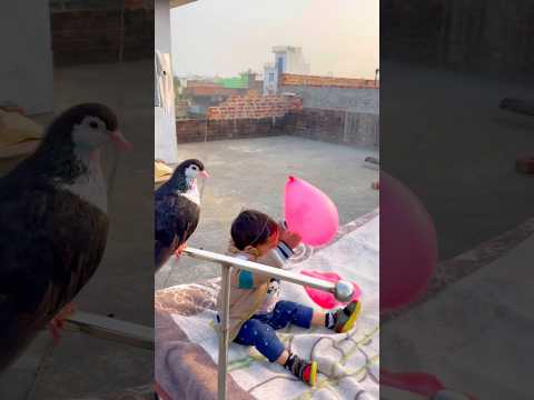 😍कबूतर की समझदारी😘#kabutar #training #video 😘#training #kabutar #dosti #pigeon #video