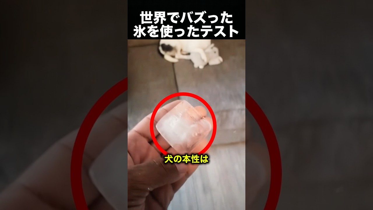 犬ごとの反応が面白すぎるｗ