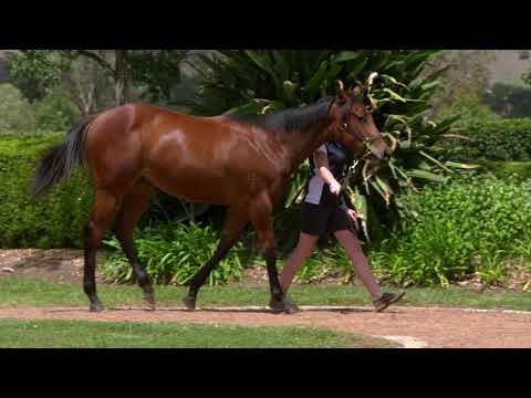 Adam White's take on Press Statement's first yearlings