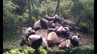 preview picture of video 'Pandas in Chengdu Breeding Station - China 2012'